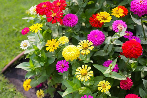 Las plantas que debes sembrar ya mismo para tener un jardín colorido en verano